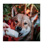 pets-festes-hundeshampoo-anything-s-pawssible-259608-932